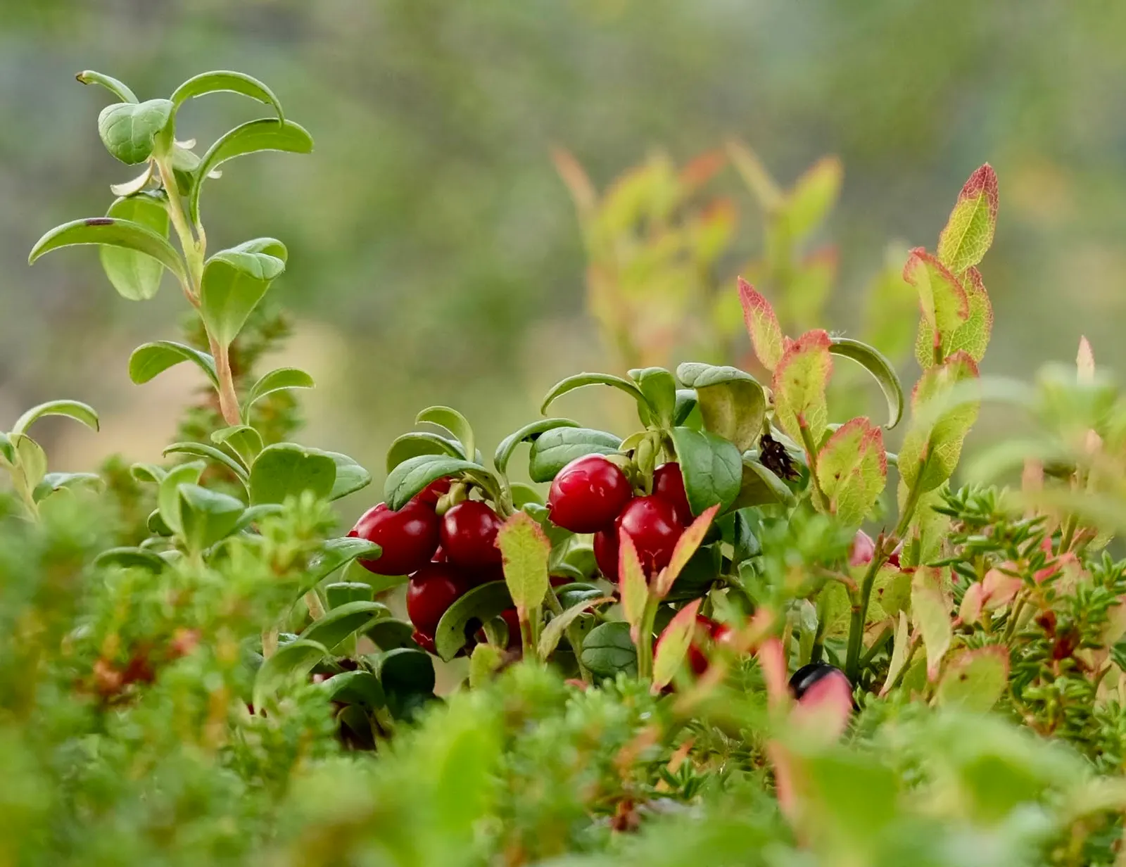 Lingonberry (Vaccinium Vitis-Idaea) — consider their need for consistent moisture - mulching can assist with moisture retention and cold protection; adding a