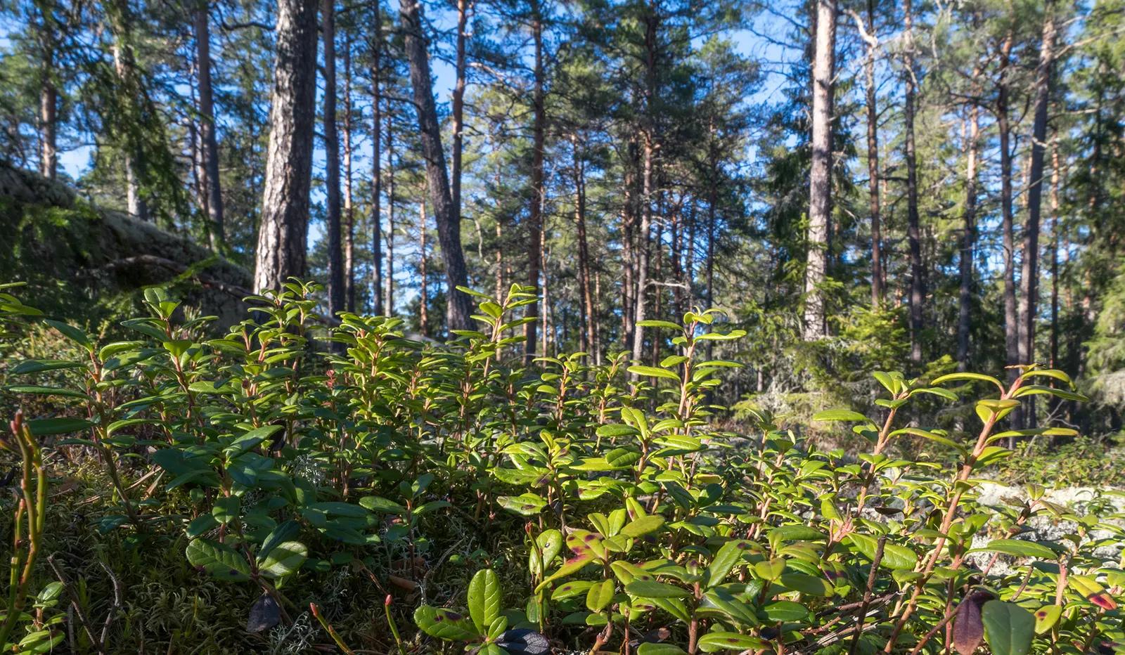 Lingonberry (Vaccinium Vitis-Idaea) — typically reaching heights of 12 to 20 inches; is a hardy evergreen shrub that offers both aesthetic appeal, image 160