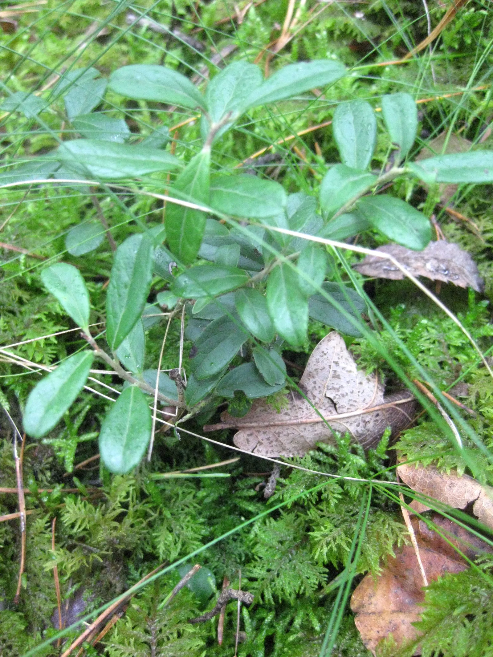 Lingonberry (Vaccinium Vitis-Idaea) — which are roughly 1/3 to 1/2 inch long; preferring a pH level between 4.5 and 5.5, image 72