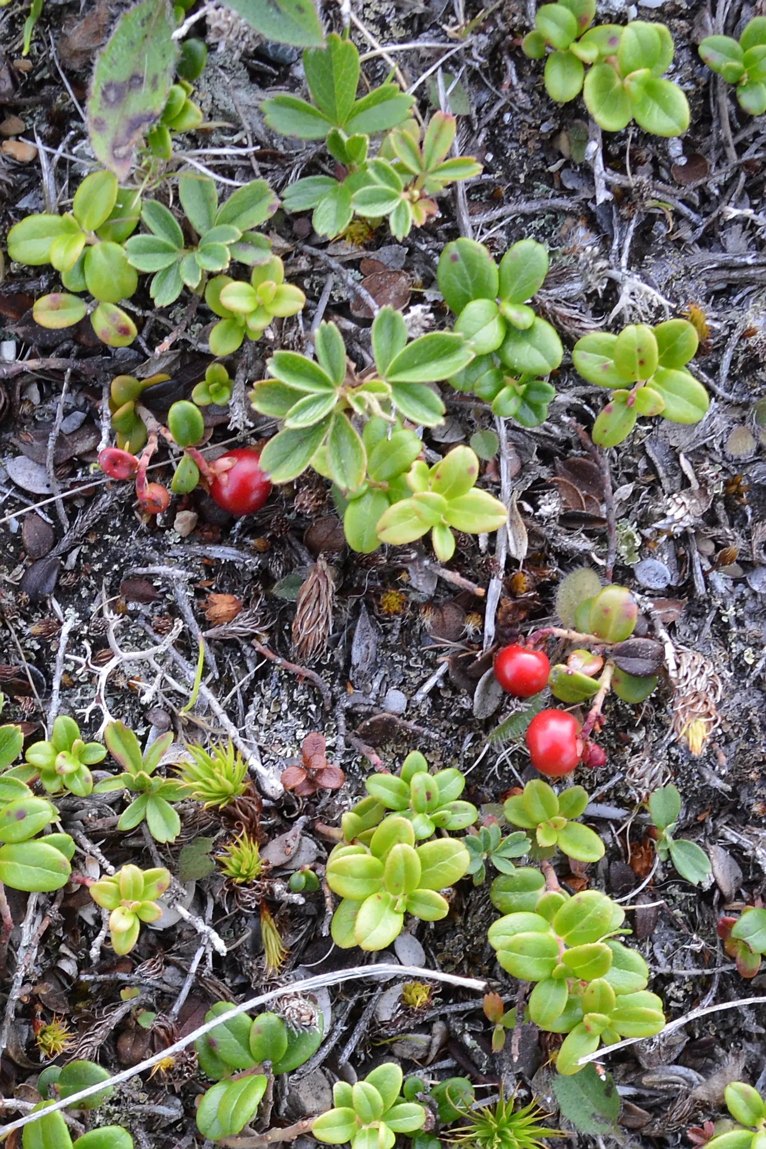 Lingonberry (Vaccinium Vitis-Idaea) — They spread to form dense mats with a width of 12 to 24 inches; delicate pink or white bell-shaped flowers, image 101