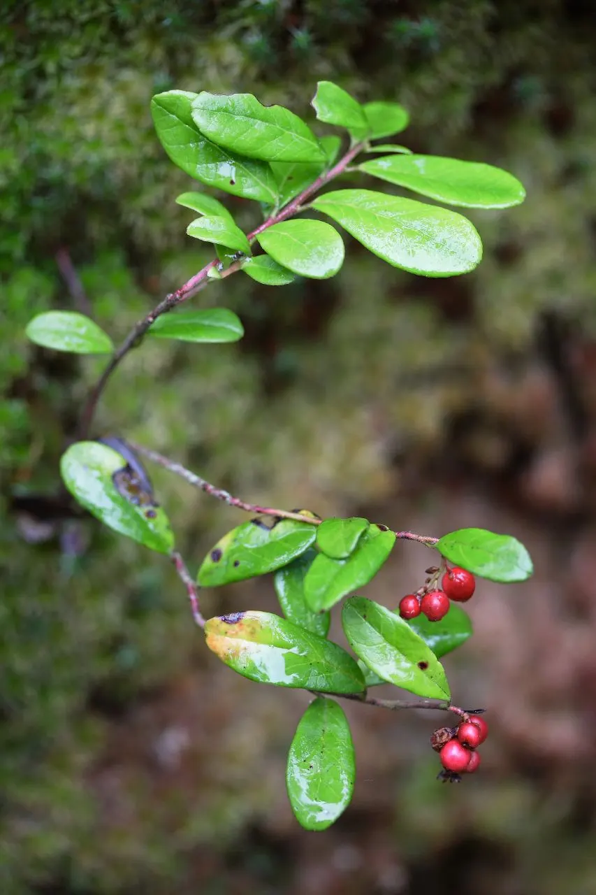 Lingonberry (Vaccinium Vitis-Idaea) — By late summer and into fall; and other culinary treats.<br><br>Thriving in USDA hardiness zones 2 through 6, image 106