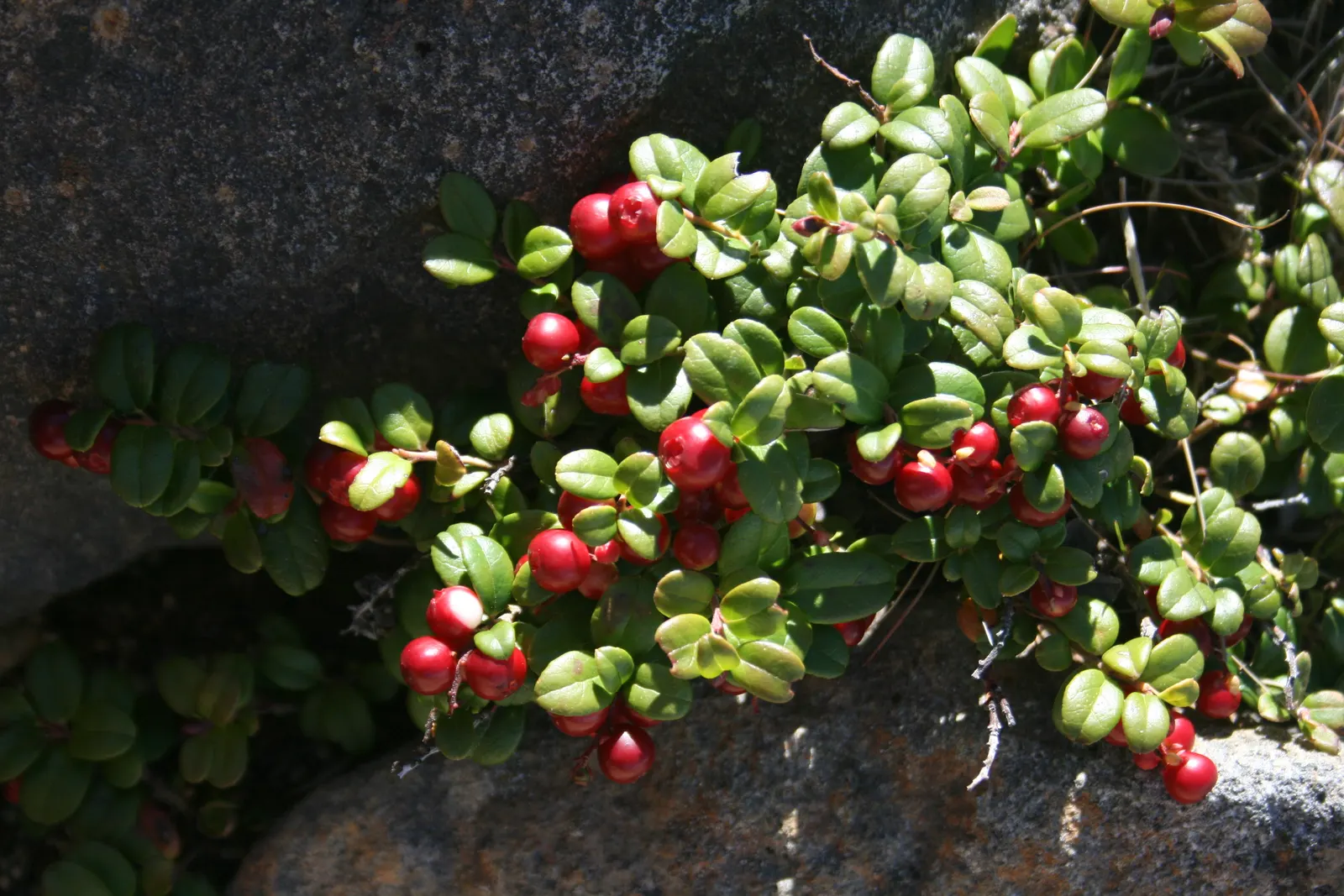 Lingonberry (Vaccinium Vitis-Idaea) — Plant in partial to full sun for best fruit production; maturing at 12-18 inches high, it produces a modest, image 125