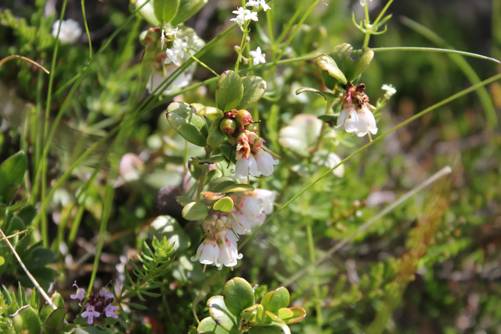 Lingonberry (Vaccinium Vitis-Idaea) — With their low maintenance; ground cover with pink and white blooms, image 86