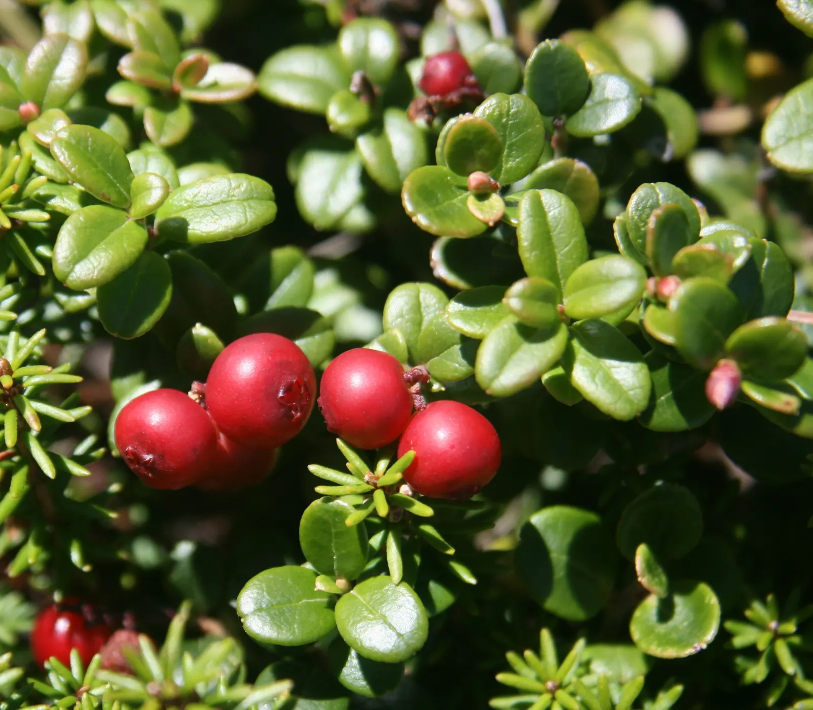 Lingonberry (Vaccinium Vitis-Idaea) — By late summer and into fall; and other culinary treats.<br><br>Thriving in USDA hardiness zones 2 through 6