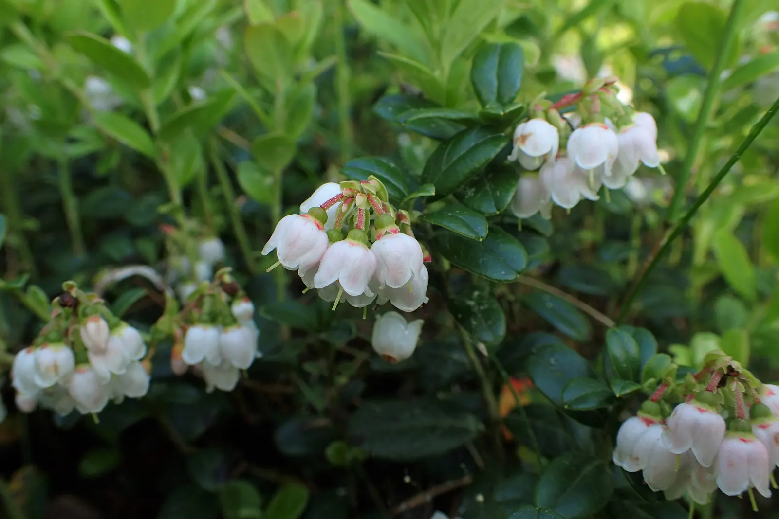 Lingonberry (Vaccinium Vitis-Idaea) — Native to the boreal forests and Arctic tundra of the Northern Hemisphere; when integrating Lingonberries, image 158