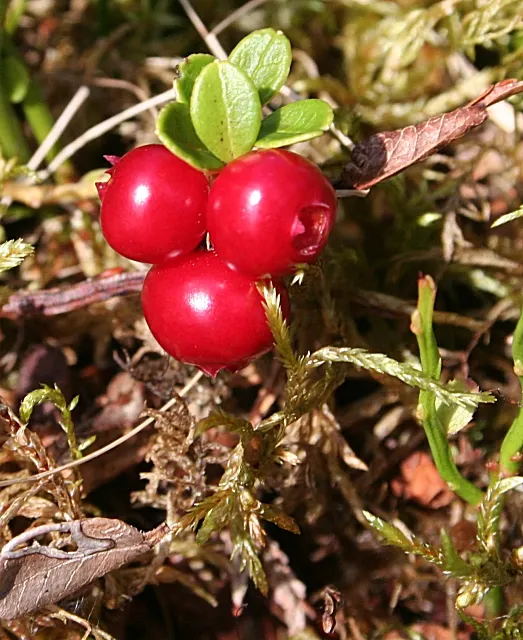 Lingonberry (Vaccinium Vitis-Idaea) — Native to the boreal forests and Arctic tundra of the Northern Hemisphere; when integrating Lingonberries into your