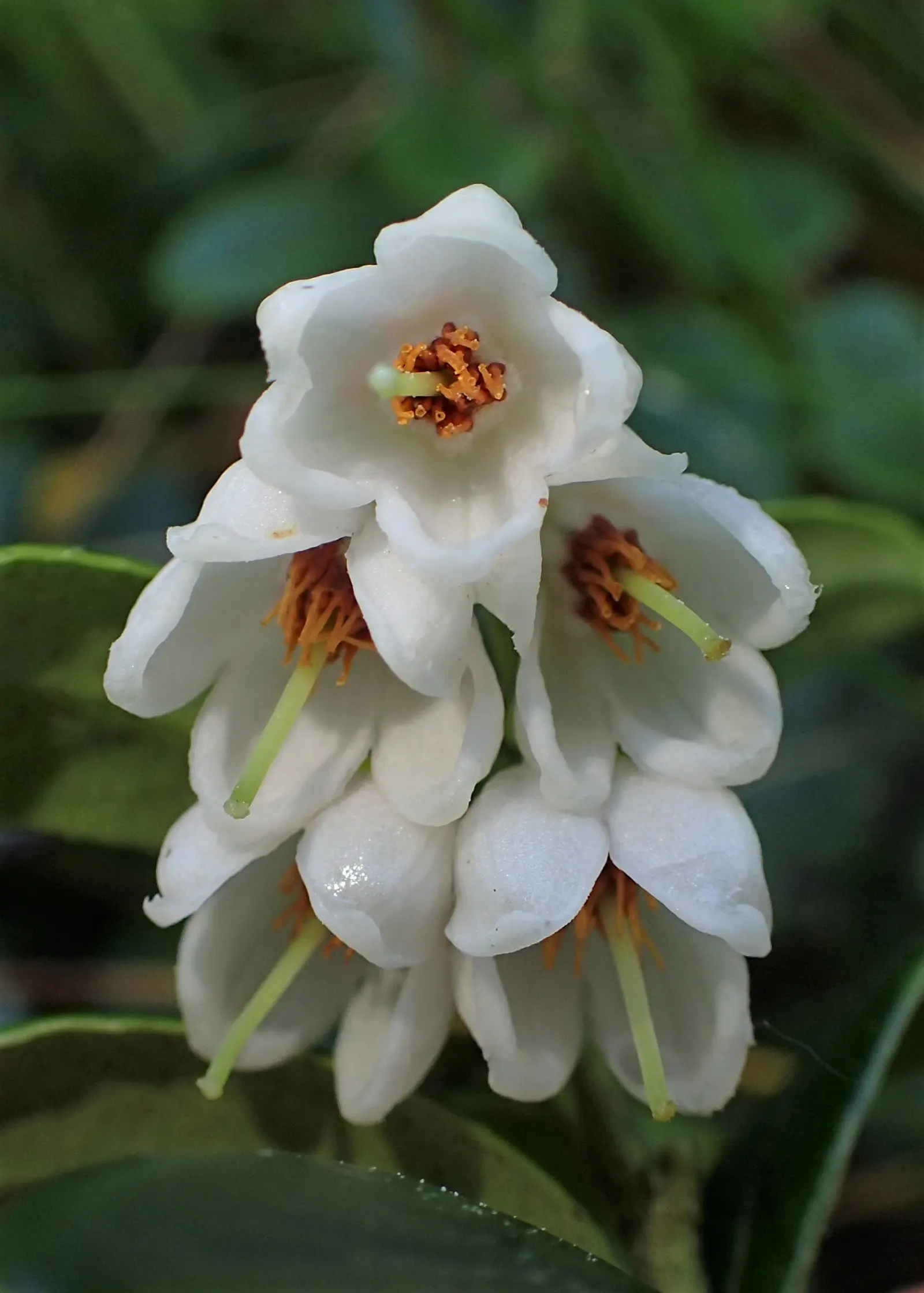 Lingonberry (Vaccinium Vitis-Idaea) — With their low maintenance; ground cover with pink and white blooms, image 146