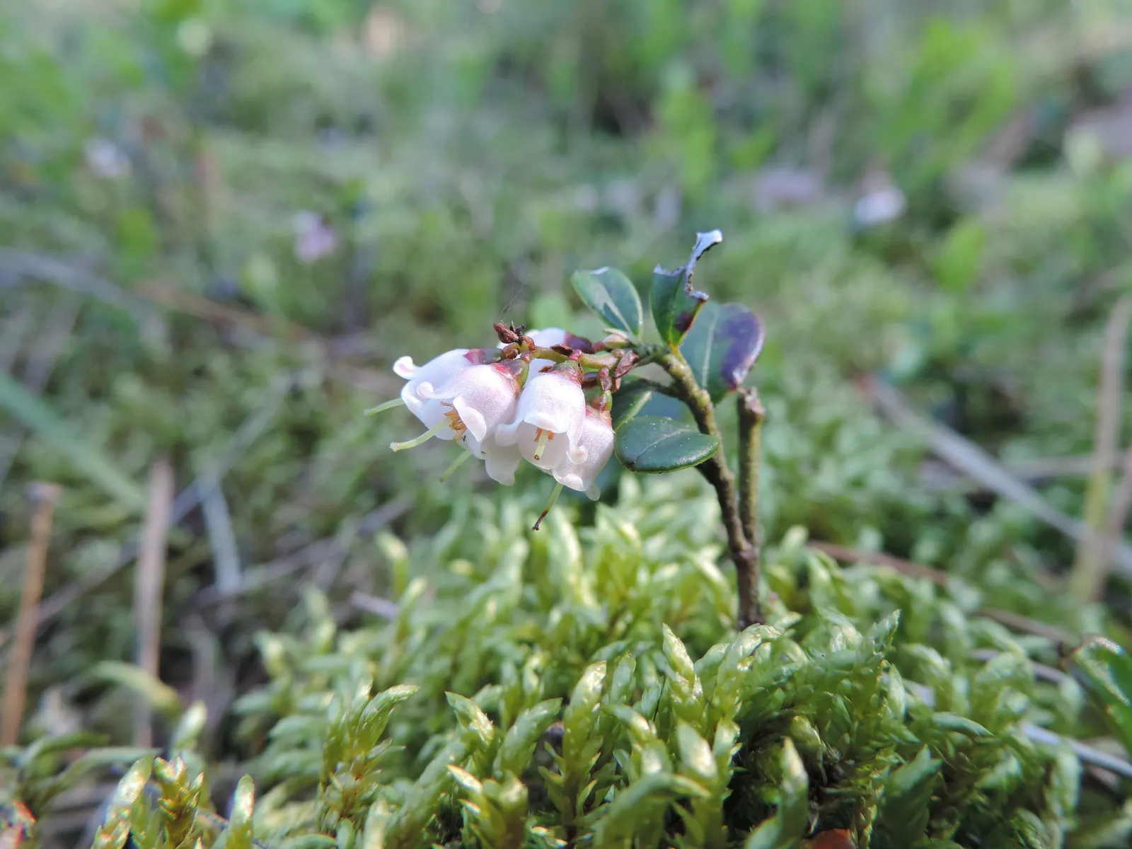 Lingonberry (Vaccinium Vitis-Idaea) — delicate pink or white bell-shaped flowers bloom; plant in partial to full sun for best fruit production, image 104