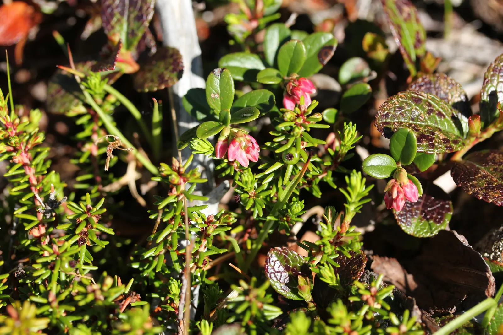 Lingonberry (Vaccinium Vitis-Idaea) — delicate pink or white bell-shaped flowers bloom