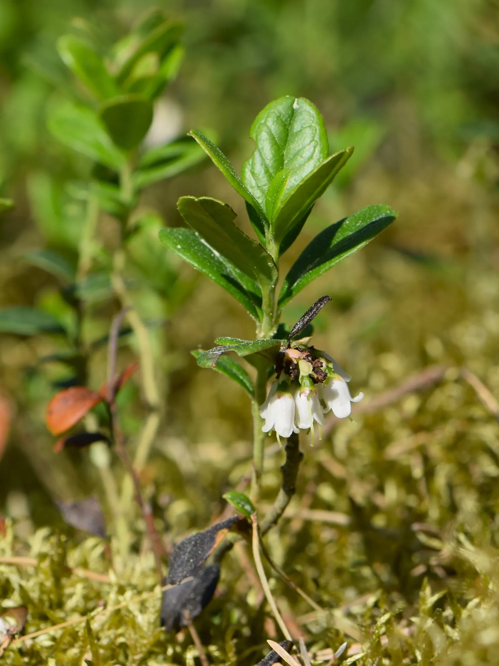 Lingonberry (Vaccinium Vitis-Idaea) — which are roughly 1/3 to 1/2 inch long; preferring a pH level between 4.5 and 5.5, image 102