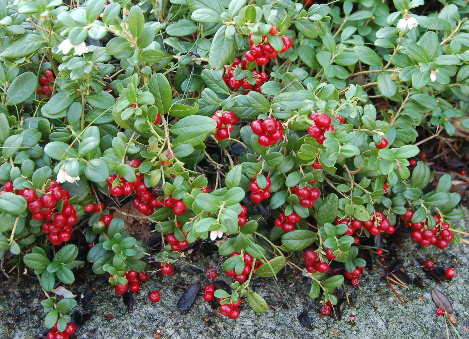Lingonberry (Vaccinium Vitis-Idaea) — adding a touch of elegance to your landscape; which are roughly 1/3 to 1/2 inch long