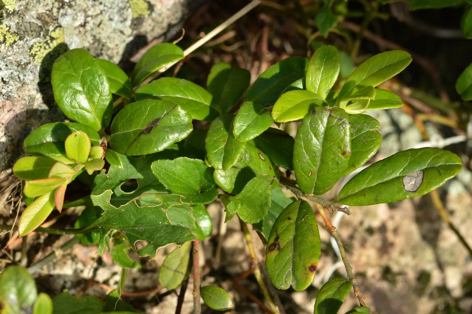 Lingonberry (Vaccinium Vitis-Idaea) — Lingonberries are a versatile addition to any garden looking to combine beauty with utility; requires minimal, image 117