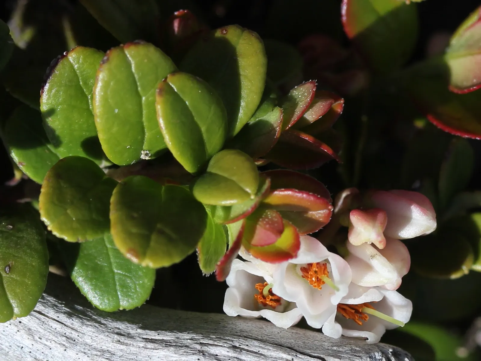 Lingonberry (Vaccinium Vitis-Idaea) — along with full to partial sunlight; lingonberry (Vaccinium vitis-idaea): This hardy evergreen shrub thrives in USDA
