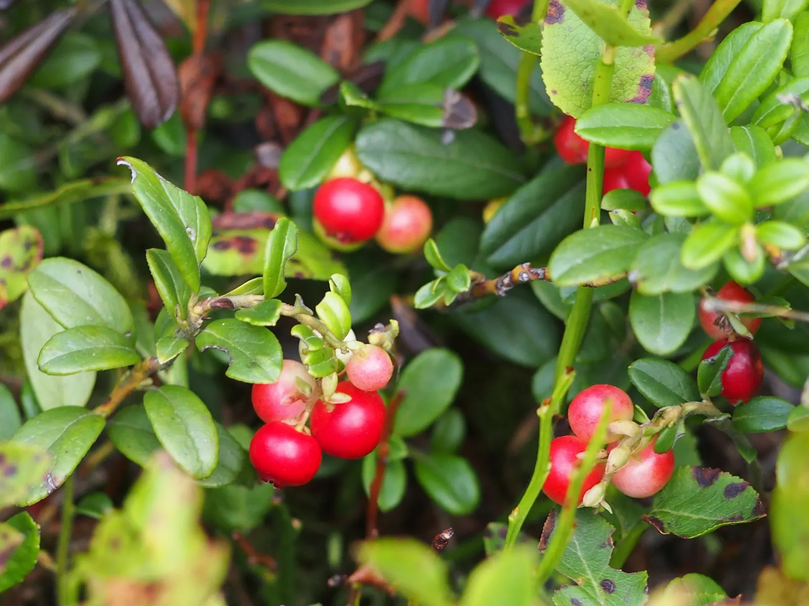 Lingonberry (Vaccinium Vitis-Idaea) — Lingonberries require acidic; these blooms give way to the plant's signature bright red berries, image 110