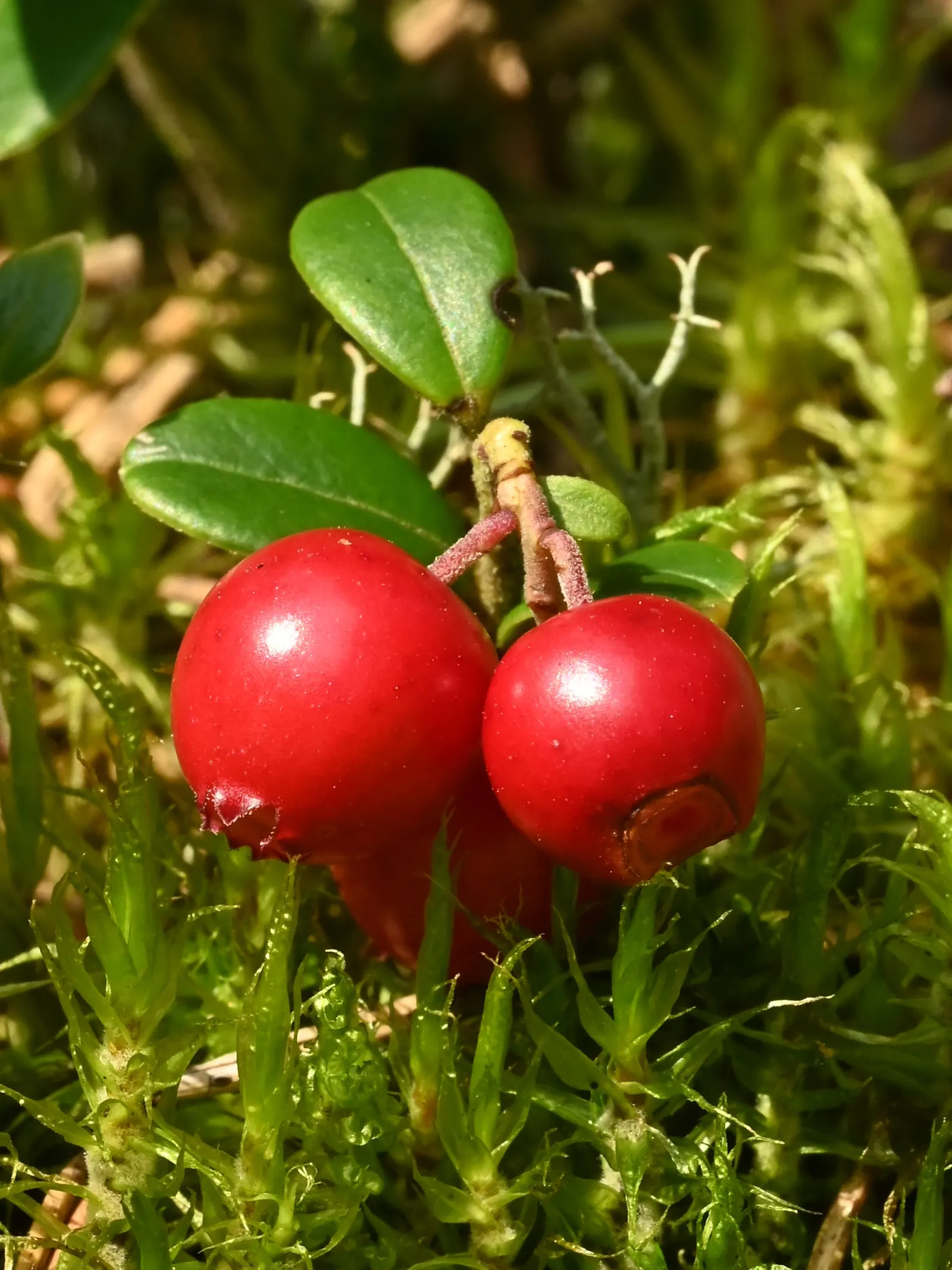 Lingonberry (Vaccinium Vitis-Idaea) — Lingonberry (Vaccinium vitis-idaea): This hardy evergreen shrub thrives in USDA zones 2-6