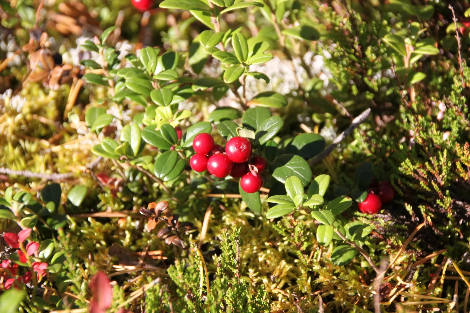 Lingonberry (Vaccinium Vitis-Idaea) — Bright green leaves contrast with white/pink flowers and red berries, offering year-round visual interest, image 93