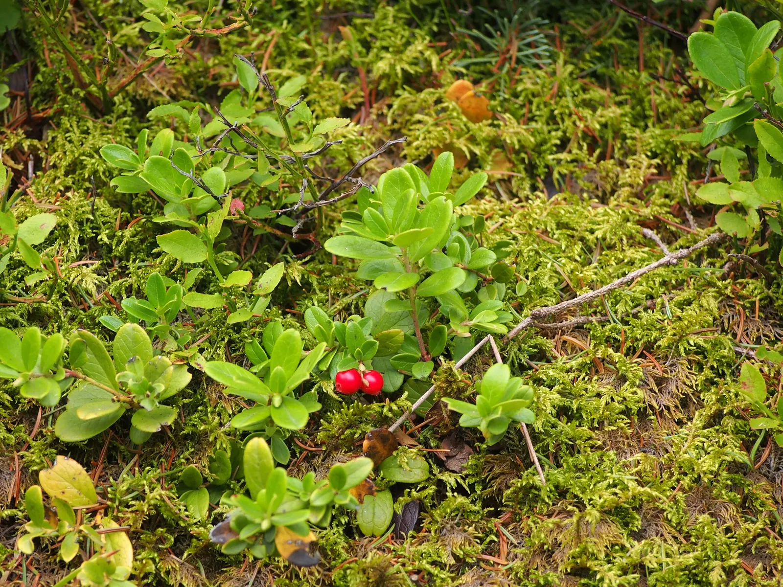 Lingonberry (Vaccinium Vitis-Idaea) — pink and white flowers in the garden; the Lingonberry shrub provides year-round visual interest, image 148