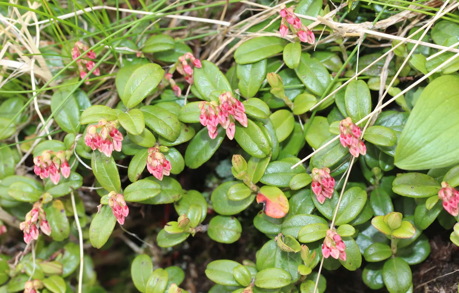 Lingonberry (Vaccinium Vitis-Idaea) — They spread to form dense mats with a width of 12 to 24 inches; delicate pink or white bell-shaped flowers, image 71