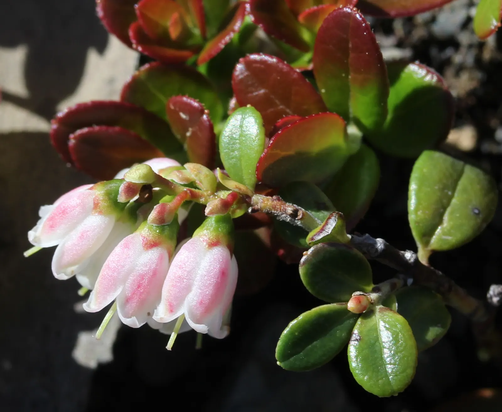 Lingonberry (Vaccinium Vitis-Idaea) — typically reaching heights of 12 to 20 inches; is a hardy evergreen shrub that offers both aesthetic appeal and edible