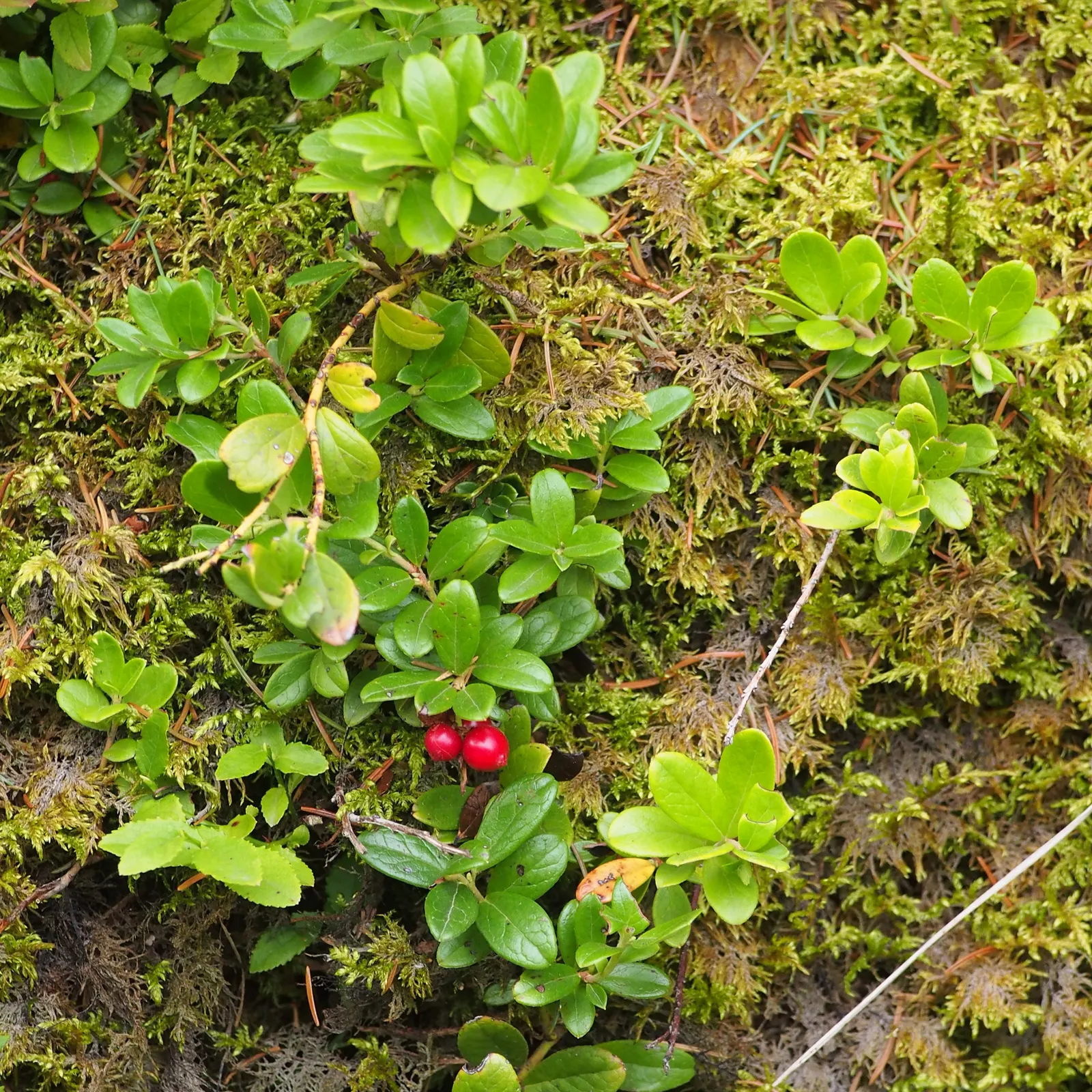 Lingonberry (Vaccinium Vitis-Idaea) — which are roughly 1/3 to 1/2 inch long; preferring a pH level between 4.5 and 5.5, image 132