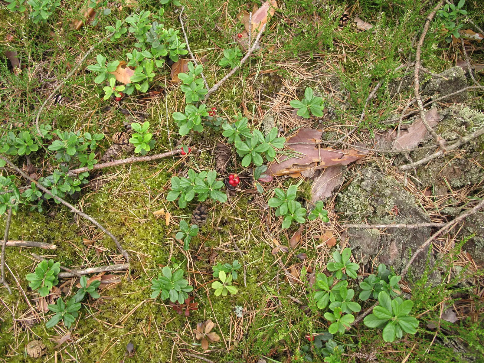 Lingonberry (Vaccinium Vitis-Idaea) — Lingonberry plants are low-growing