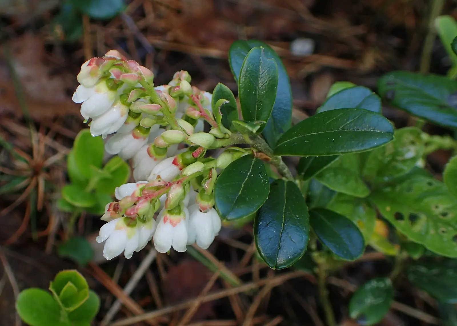 Lingonberry (Vaccinium Vitis-Idaea) — typically reaching heights of 12 to 20 inches; is a hardy evergreen shrub that offers both aesthetic appeal, image 100
