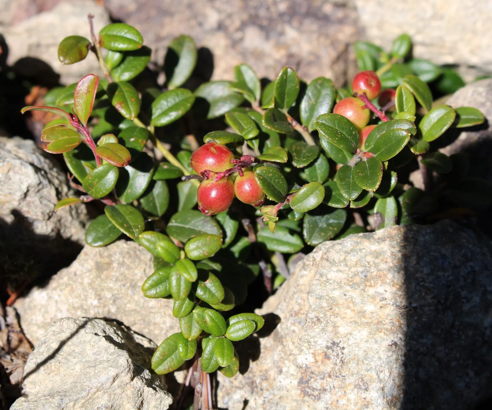 Lingonberry (Vaccinium Vitis-Idaea) — ground cover with pink and white blooms; lingonberries require acidic, image 119