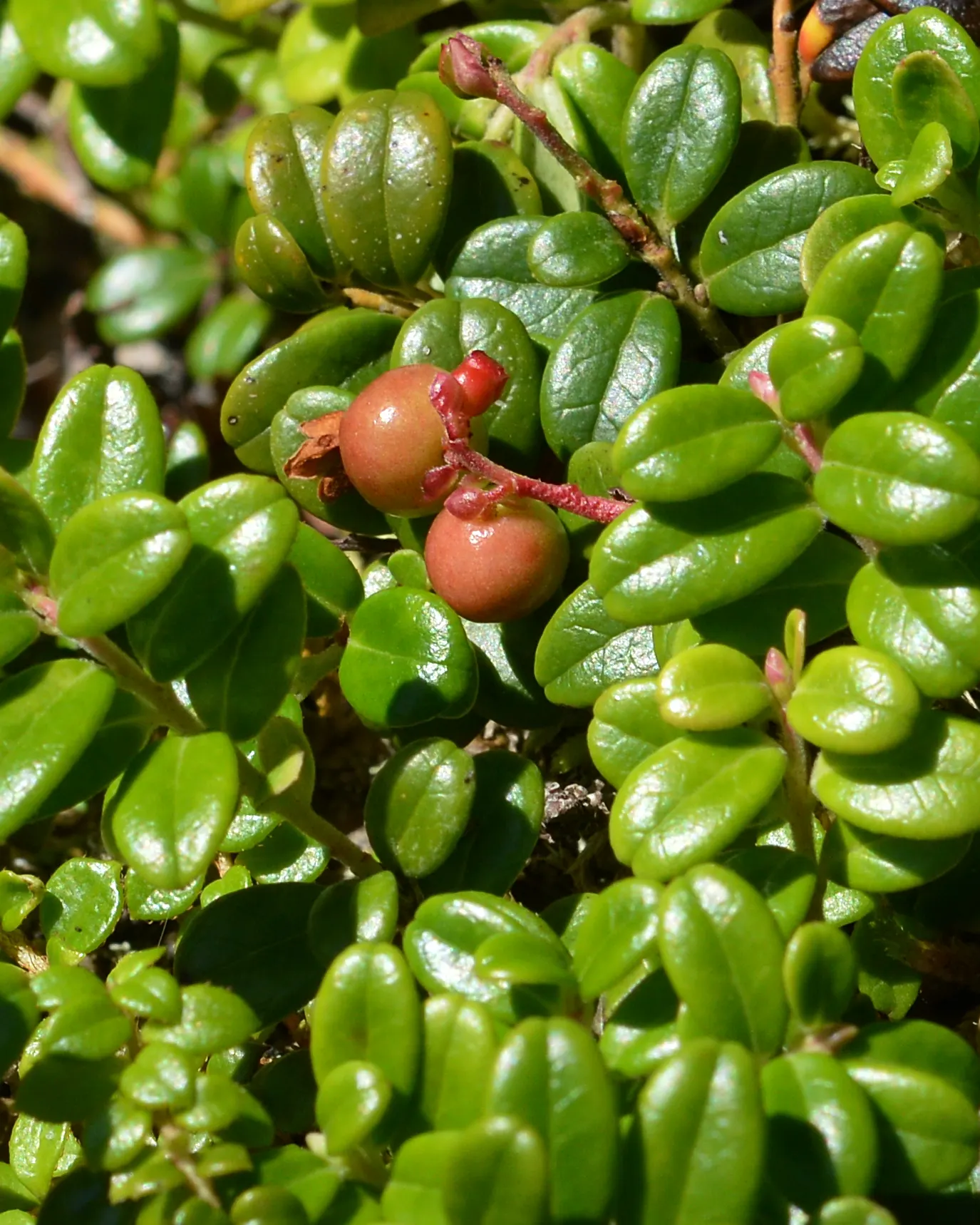Lingonberry (Vaccinium Vitis-Idaea) — the Lingonberry shrub provides year-round visual interest; pink and white flowers in the garden, image 133
