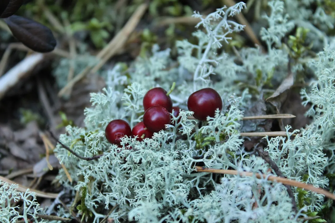 Lingonberry (Vaccinium Vitis-Idaea) — Ideal companions for Lingonberries include other acid-loving plants such as Rhododendrons or Azaleas; along, image 115