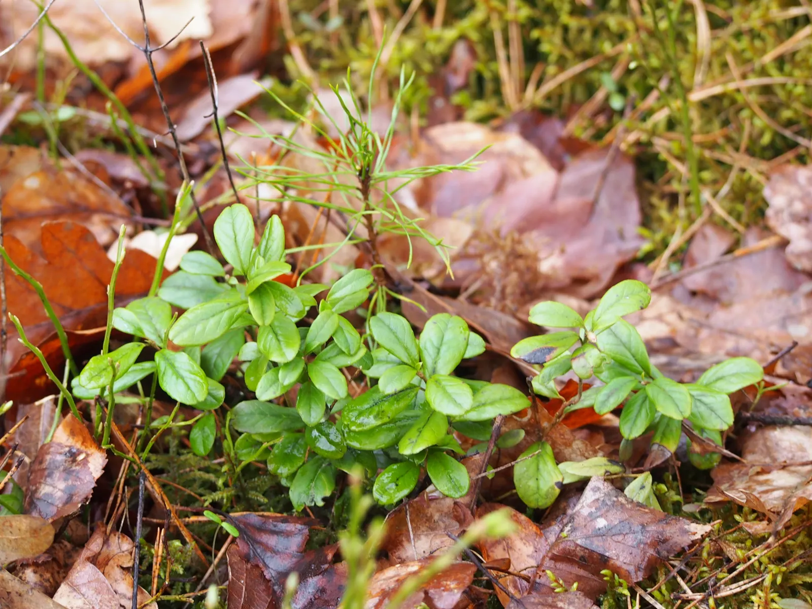 Lingonberry (Vaccinium Vitis-Idaea) — along with full to partial sunlight; lingonberry (Vaccinium vitis-idaea): This hardy evergreen shrub thrives, image 112
