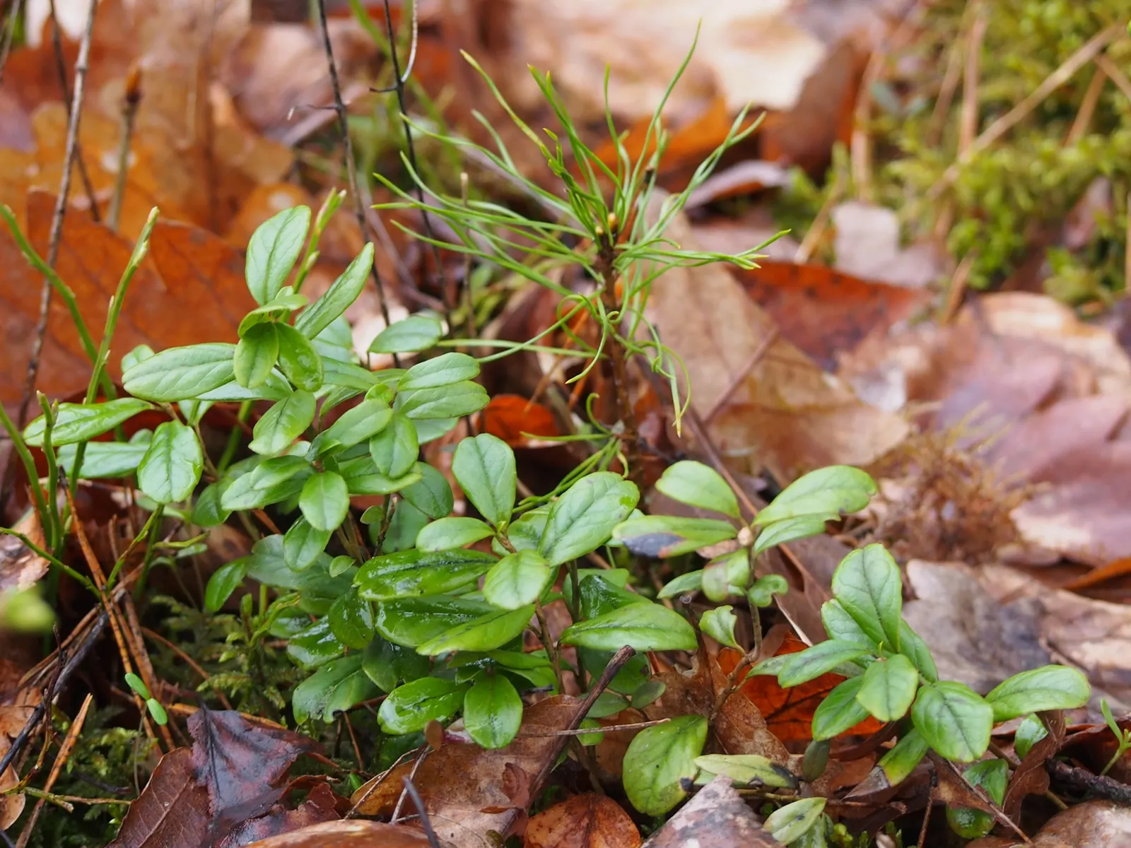 Lingonberry (Vaccinium Vitis-Idaea) — Bright green leaves contrast with white/pink flowers and red berries, offering year-round visual interest, image 123