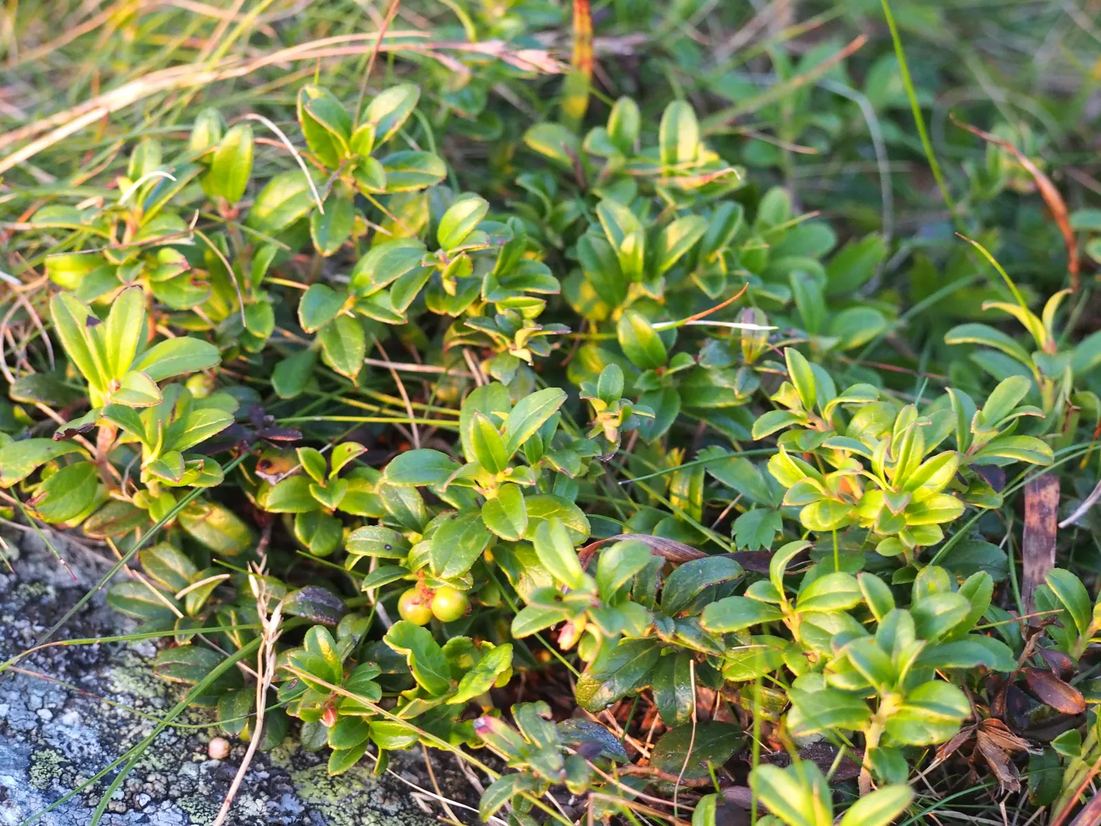 Lingonberry (Vaccinium Vitis-Idaea) — Plant in partial to full sun for best fruit production; maturing at 12-18 inches high, it produces a modest spread of