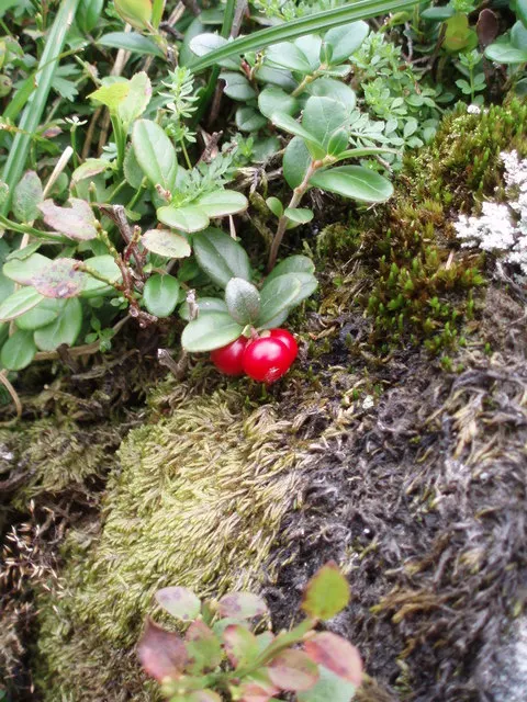 Lingonberry (Vaccinium Vitis-Idaea) — preferring a pH level between 4.5 and 5.5; consider their need for consistent moisture - mulching can assist, image 141
