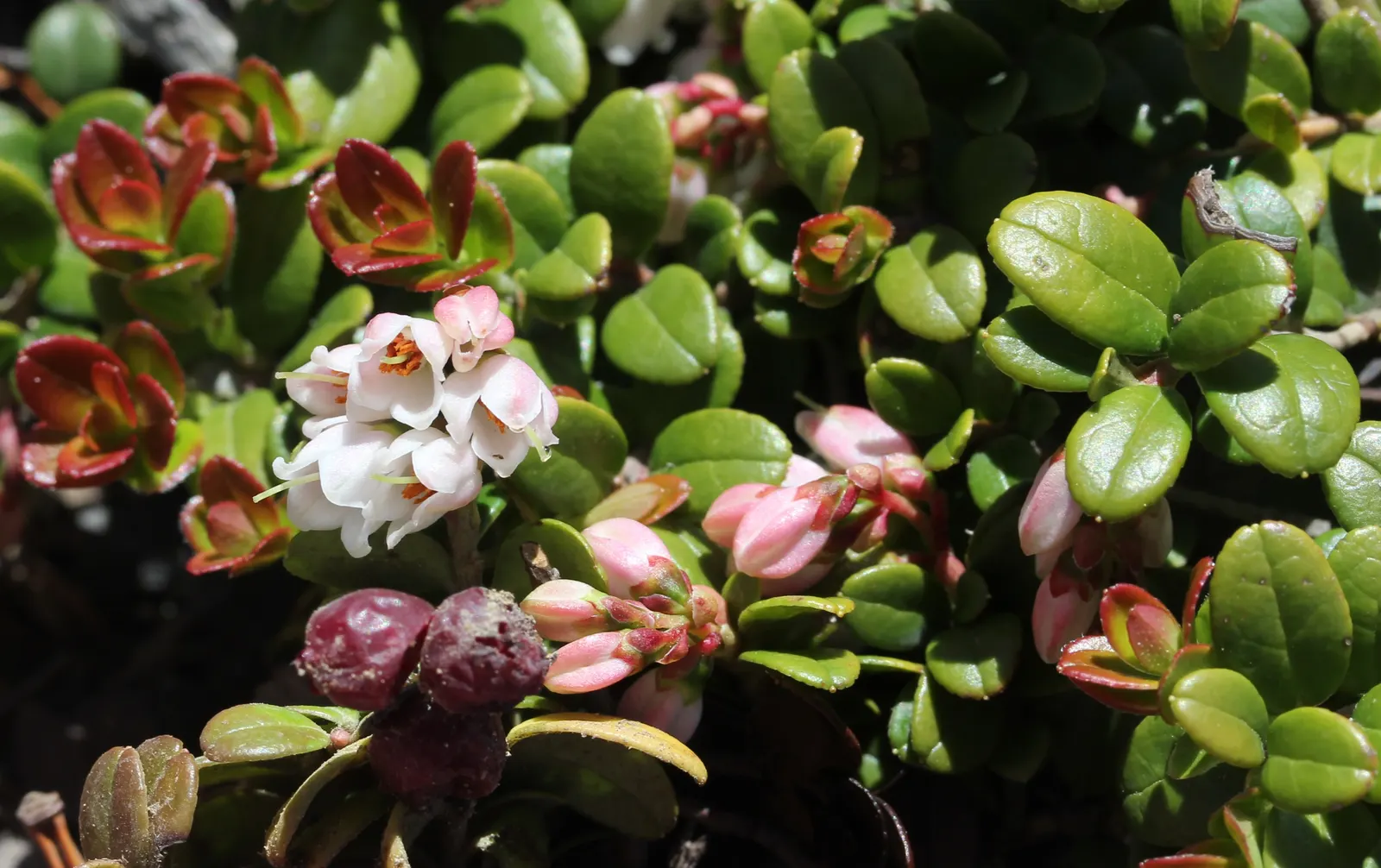 Lingonberry (Vaccinium Vitis-Idaea) — pink and white flowers in the garden; the Lingonberry shrub provides year-round visual interest