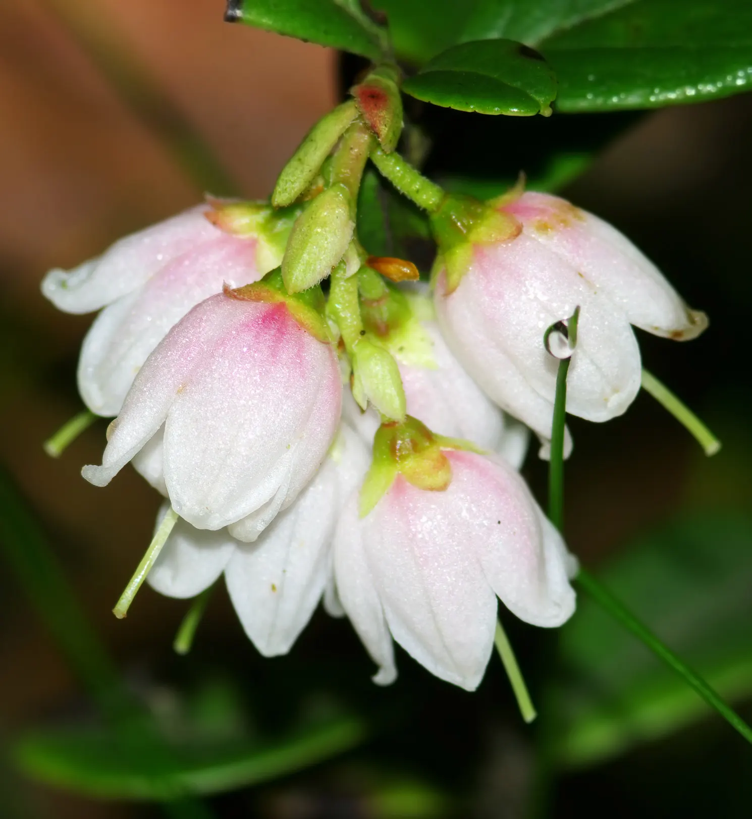 Lingonberry (Vaccinium Vitis-Idaea) — Lingonberries require acidic