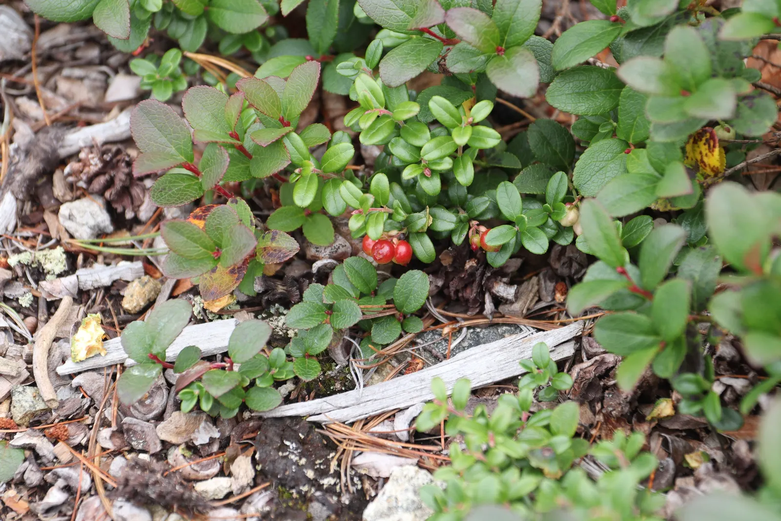 Lingonberry (Vaccinium Vitis-Idaea) — Lingonberries require acidic; these blooms give way to the plant's signature bright red berries, image 140