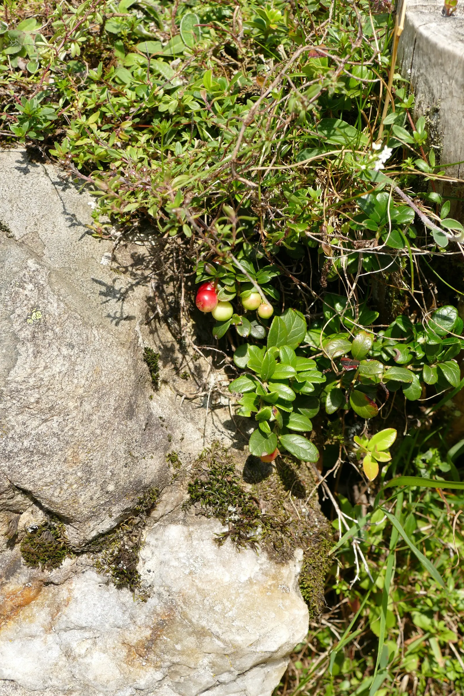 Lingonberry (Vaccinium Vitis-Idaea) — With their low maintenance