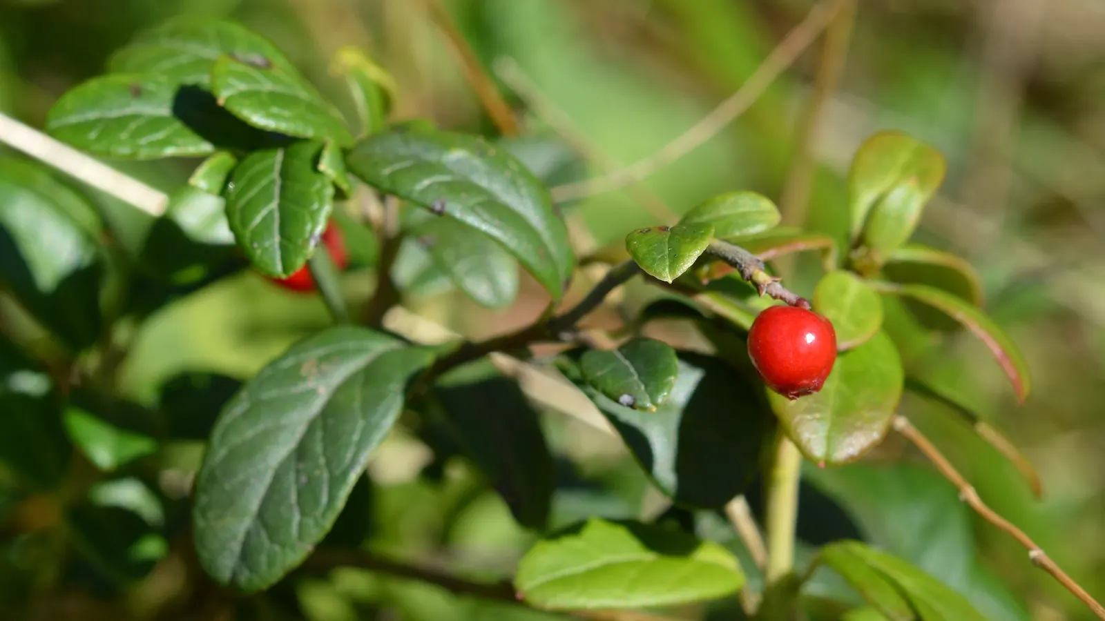Lingonberry (Vaccinium Vitis-Idaea) — these blooms give way to the plant's signature bright red berries