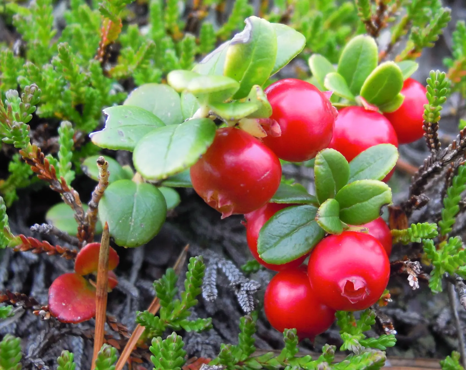 Lingonberry (Vaccinium Vitis-Idaea) — pink and white flowers in the garden; the Lingonberry shrub provides year-round visual interest, image 118