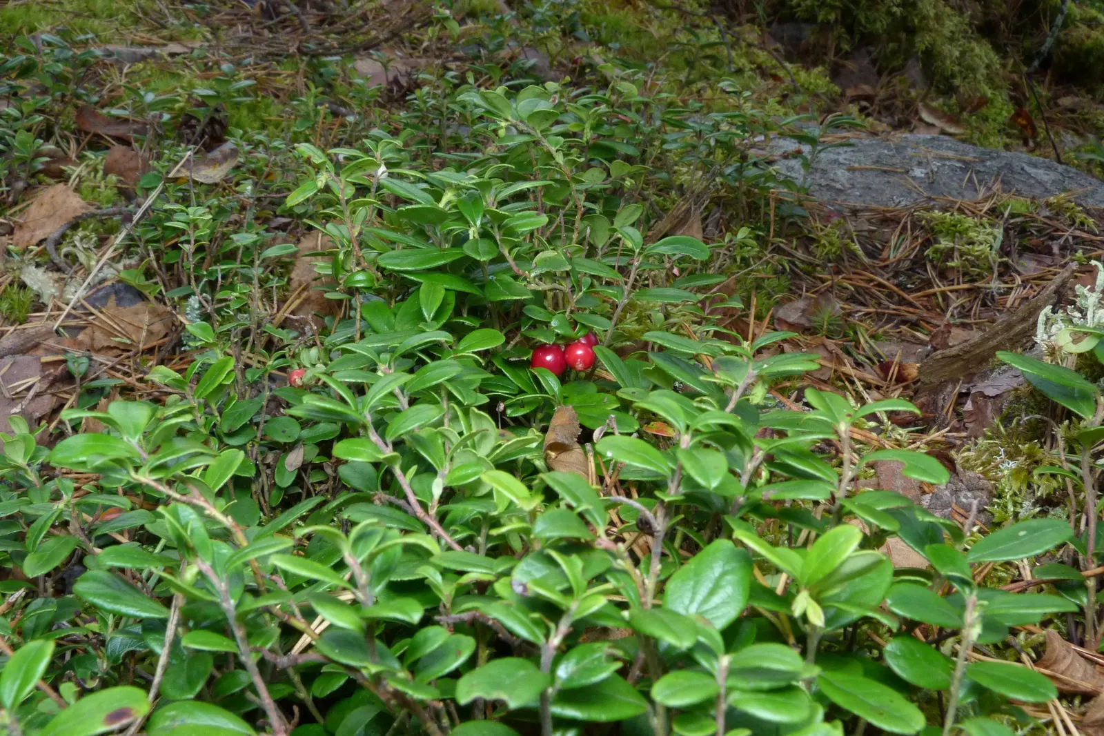 Lingonberry (Vaccinium Vitis-Idaea) — typically reaching heights of 12 to 20 inches; is a hardy evergreen shrub that offers both aesthetic appeal, image 130