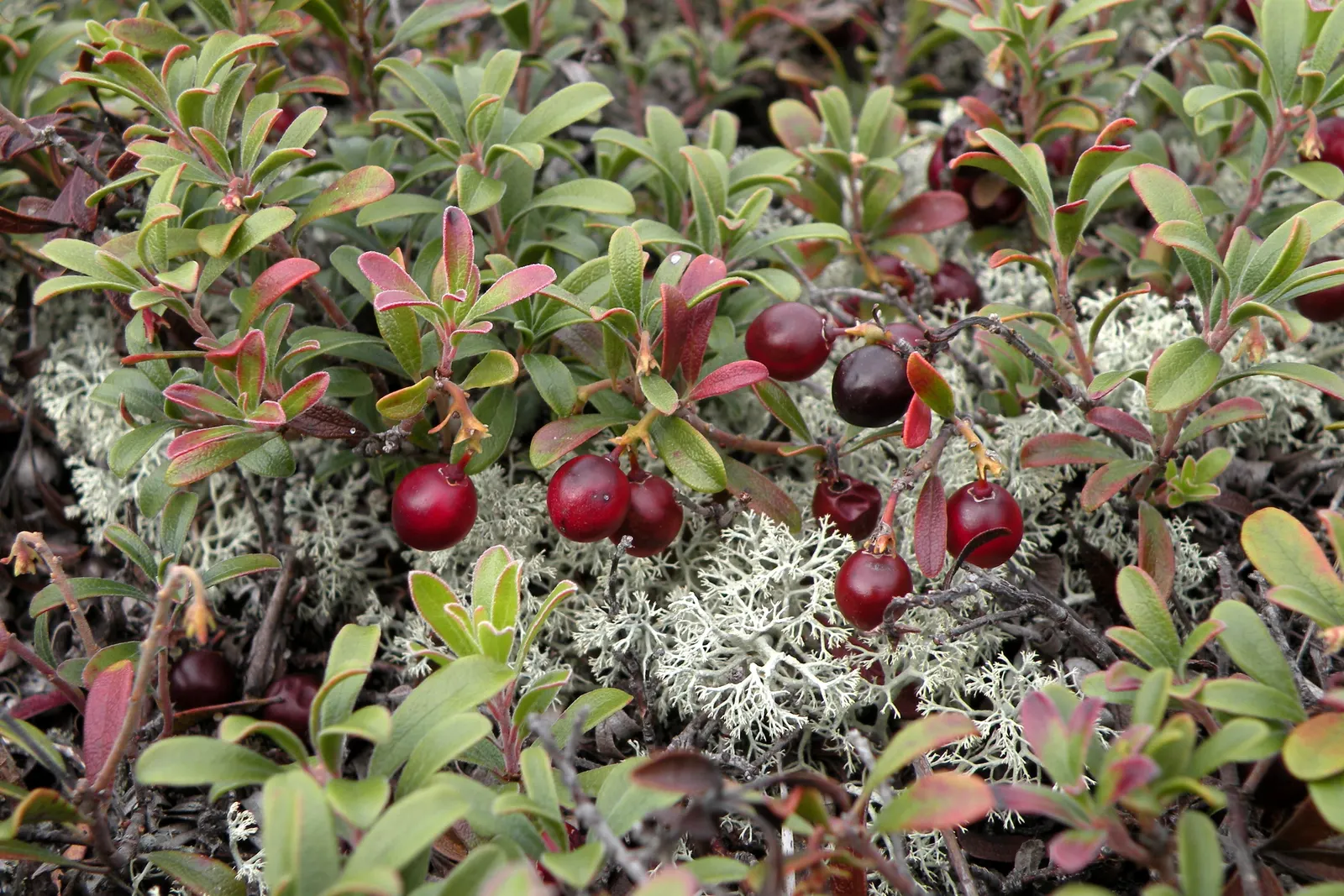 Lingonberry (Vaccinium Vitis-Idaea) — these blooms give way to the plant's signature bright red berries; with their low maintenance, image 77