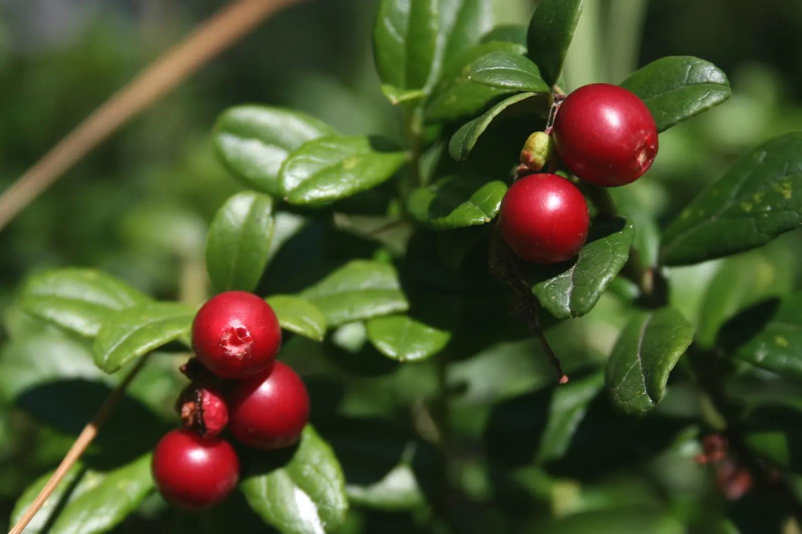Lingonberry (Vaccinium Vitis-Idaea) — consider their need for consistent moisture - mulching can assist with moisture retention and cold, image 144