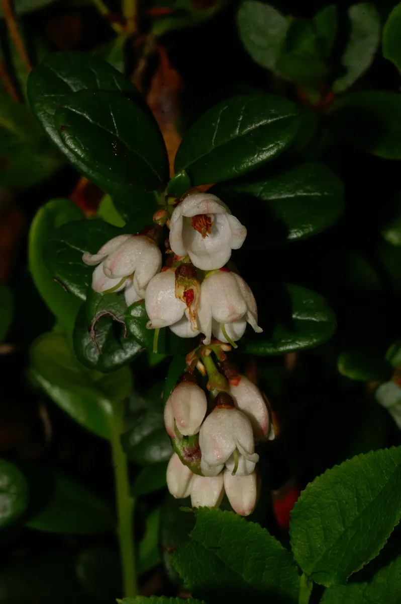 Lingonberry (Vaccinium Vitis-Idaea) — approximately 1/4 to 1/3 inch in diameter