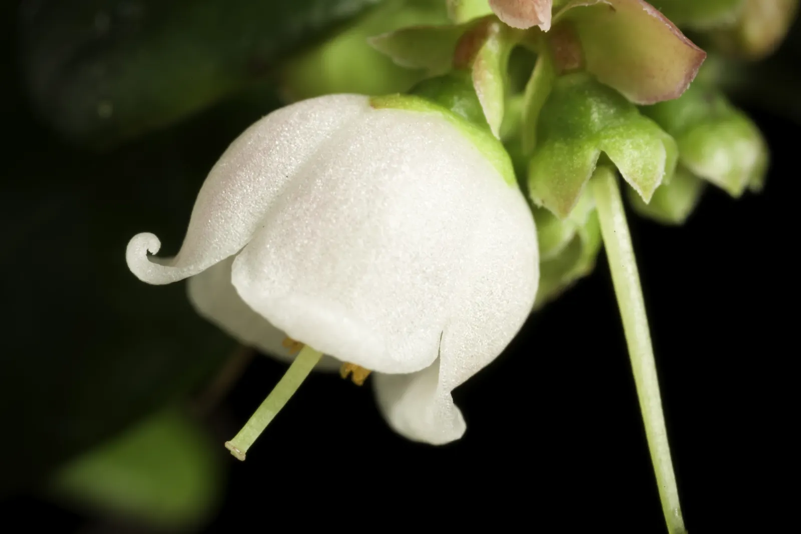 Lingonberry (Vaccinium Vitis-Idaea) — preferring a pH level between 4.5 and 5.5; consider their need for consistent moisture - mulching can assist, image 111
