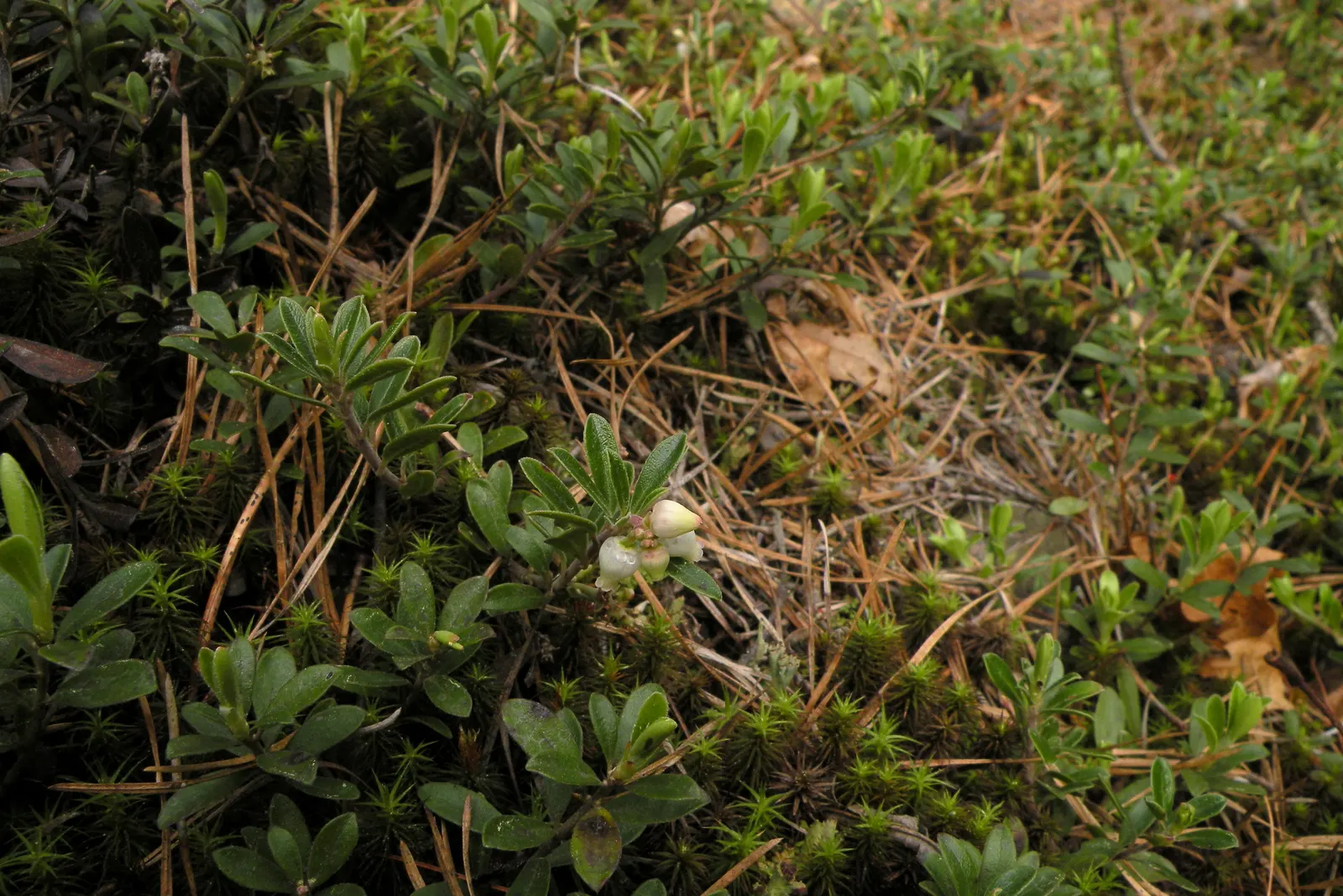 Lingonberry (Vaccinium Vitis-Idaea) — Bright green leaves contrast with white/pink flowers and red berries, offering year-round visual interest, image 63