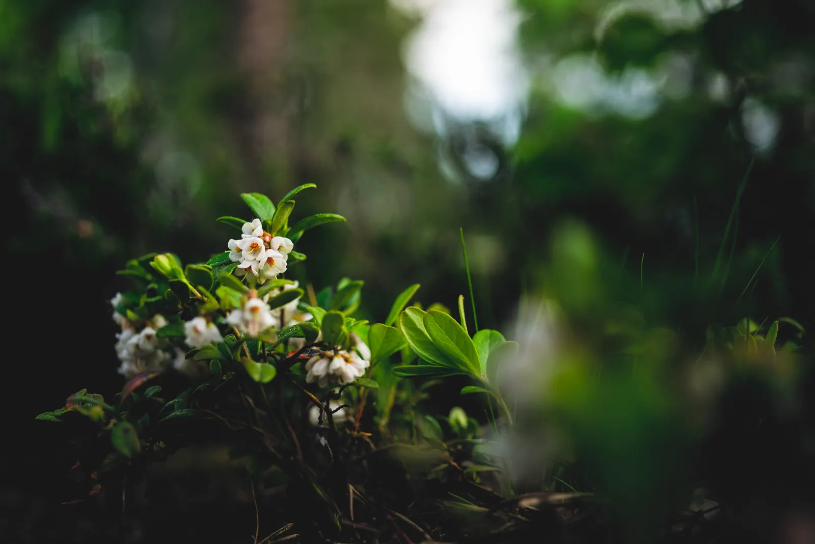 Lingonberry (Vaccinium Vitis-Idaea) — delicate pink or white bell-shaped flowers bloom; plant in partial to full sun for best fruit production