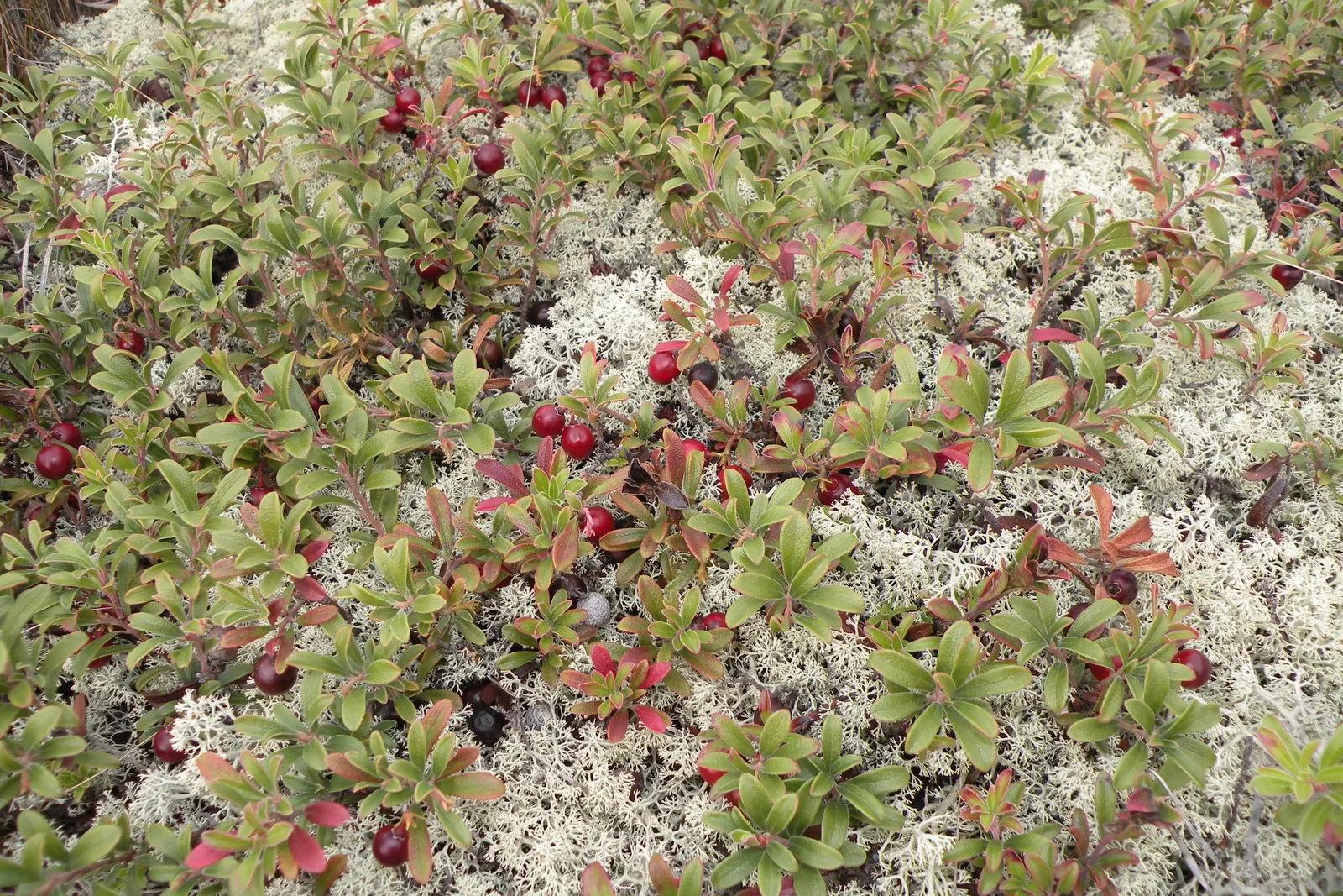 Lingonberry (Vaccinium Vitis-Idaea) — Lingonberries are a versatile addition to any garden looking to combine beauty with utility; requires minimal