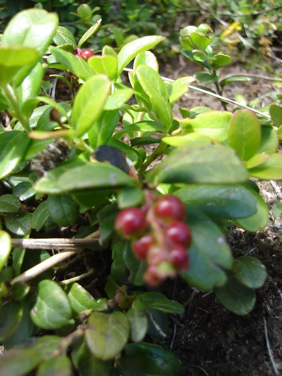 Lingonberry (Vaccinium Vitis-Idaea) — Native to the boreal forests and Arctic tundra of the Northern Hemisphere; when integrating Lingonberries, image 128