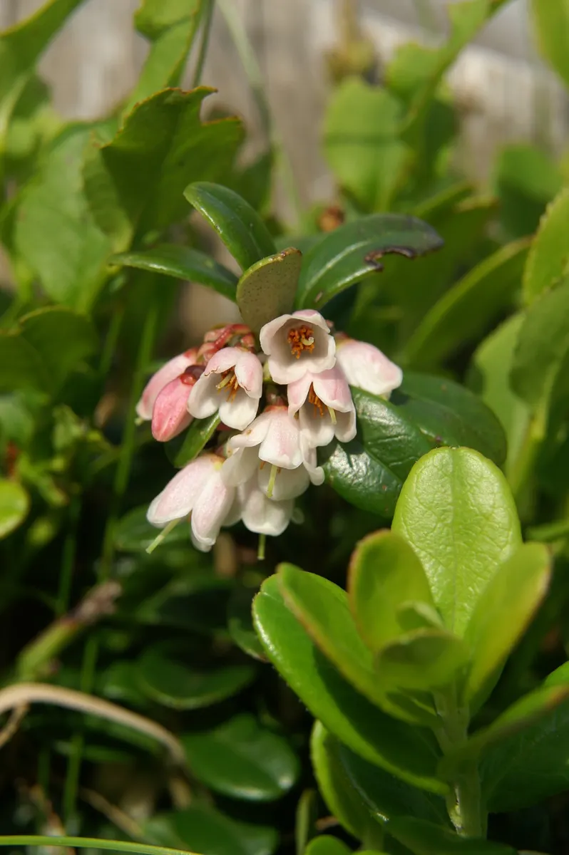 Lingonberry (Vaccinium Vitis-Idaea) — Lingonberry (Vaccinium vitis-idaea): This hardy evergreen shrub thrives in USDA zones 2-6; berries are edible, image 61