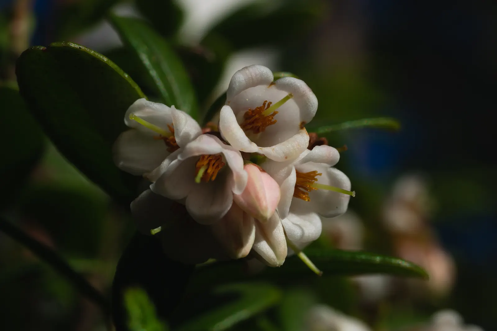Lingonberry (Vaccinium Vitis-Idaea) — Native to the boreal forests and Arctic tundra of the Northern Hemisphere